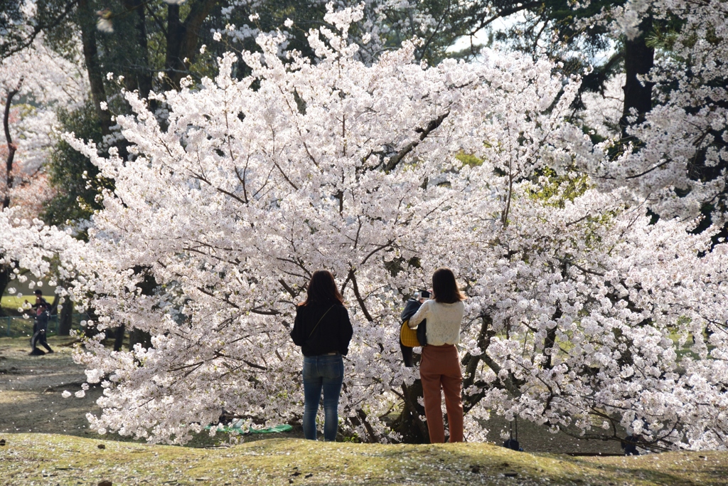 180401c奈良公園42+