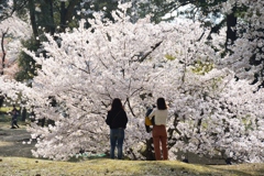 180401c奈良公園42+