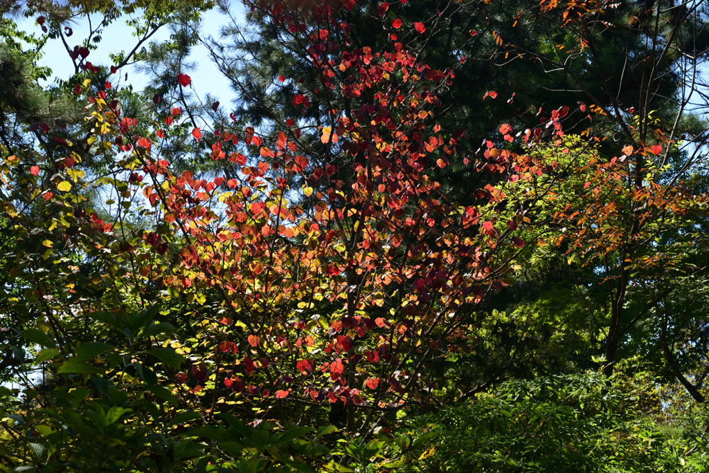 221015京都植物園29