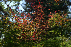 221015京都植物園29
