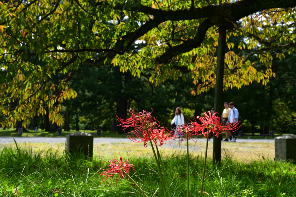 231006g京都御苑08