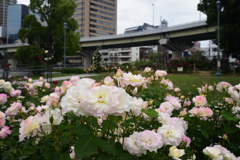 200522中之島公園45