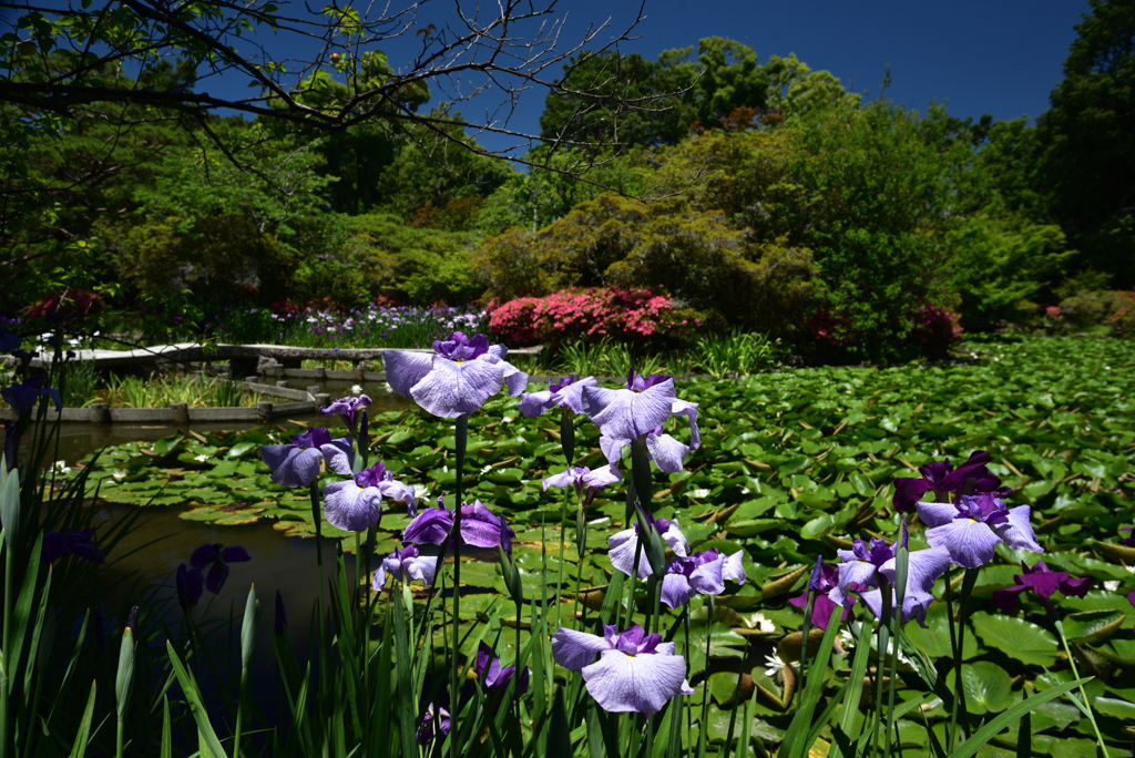 200607梅宮大社07