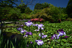 200607梅宮大社07