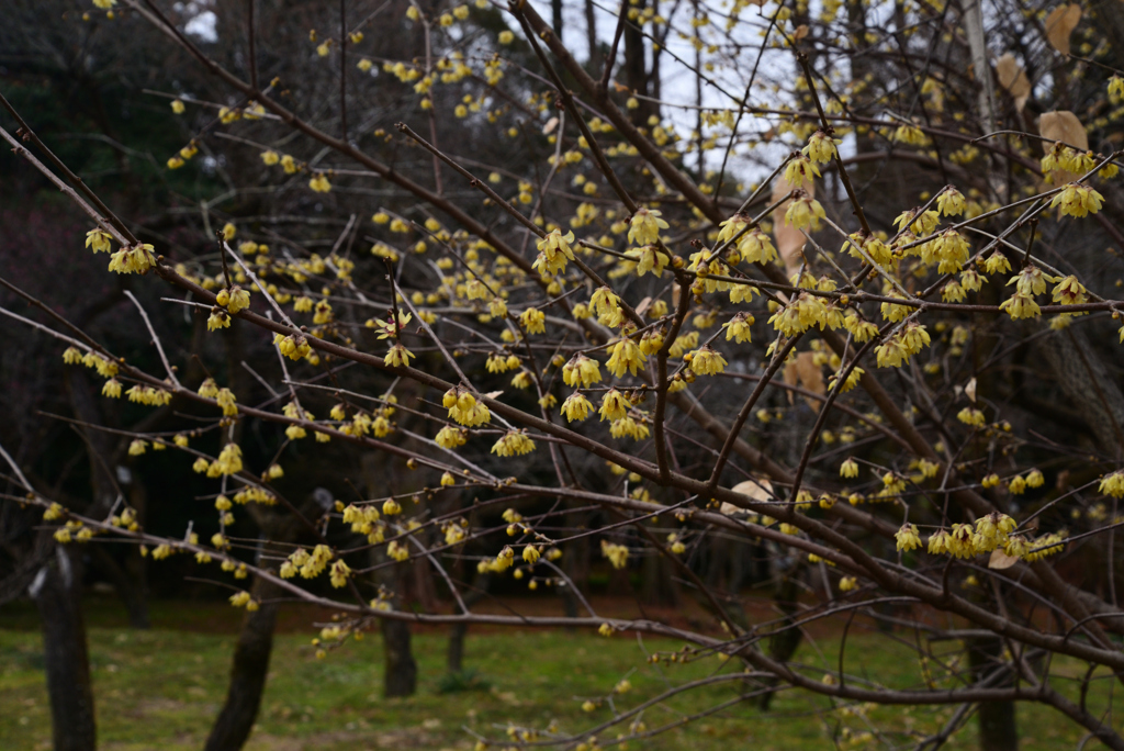 230117a京都植物園11