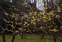 230117a京都植物園11