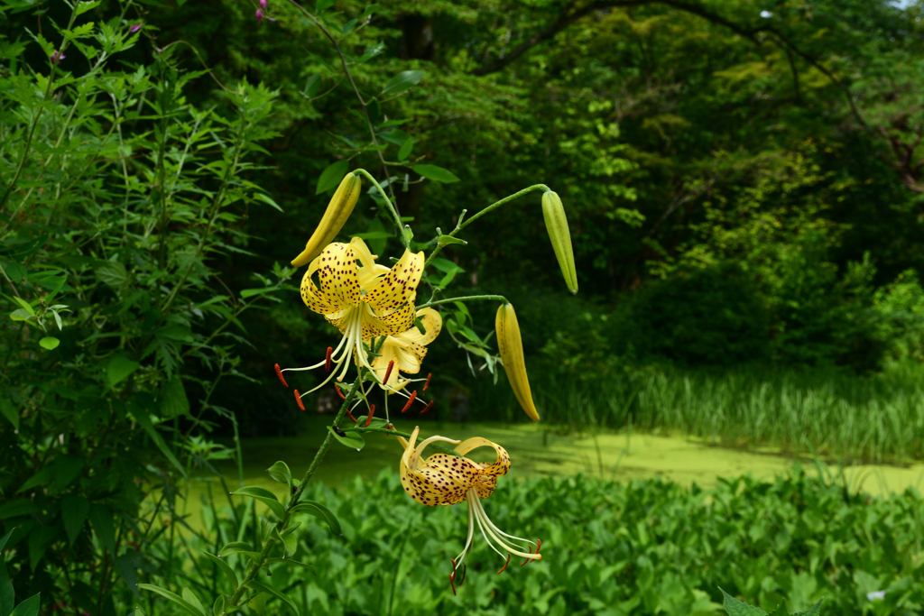 250708京都植物園31