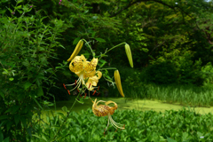 250708京都植物園31