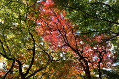 251120e円山公園44