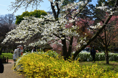 260327a京都植物園08