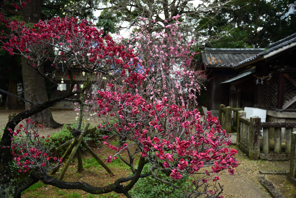 200213a道明寺天満宮04