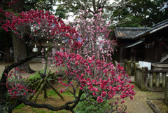 200213a道明寺天満宮04 200213a道明寺天満宮04
