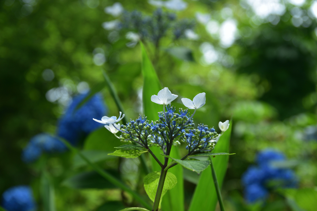 200609馬見丘陵公園52