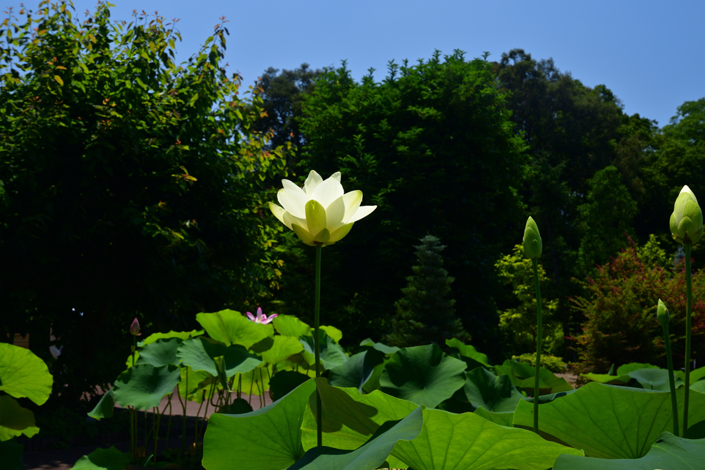230704京都植物園57