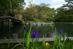 220422梅宮大社08