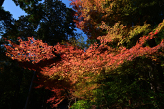 231121a善峯寺61
