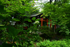 230604e平野神社22
