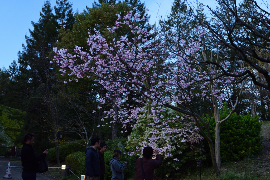 190331c宇治植物園34