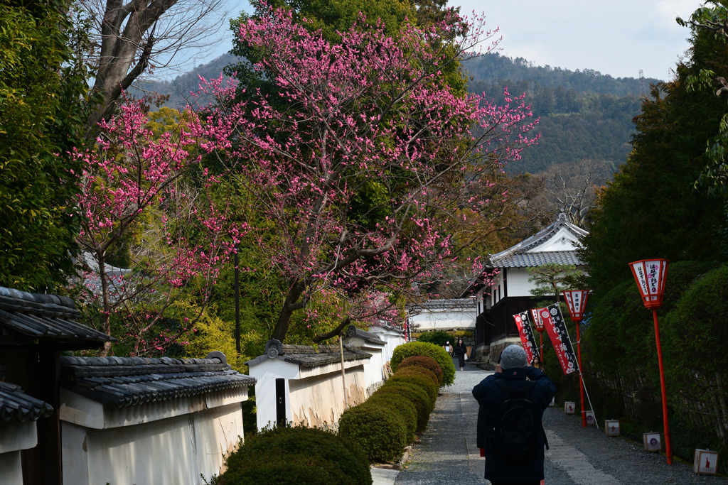 240314隨心院01