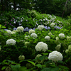 210627長居植物園16