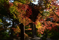 221111c常寂光寺33