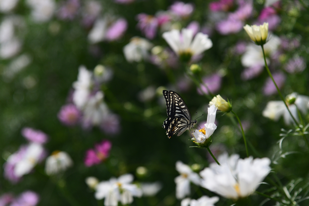 241025京都植物園02