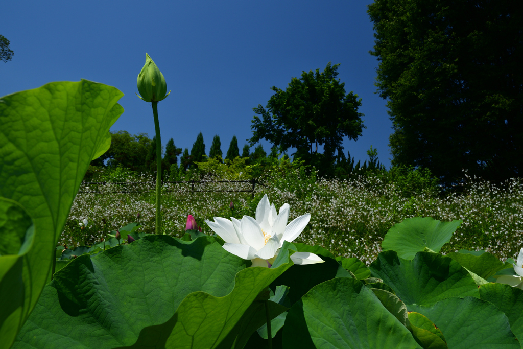 230704京都植物園53