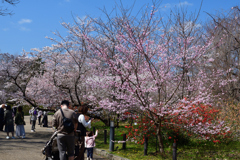 260327a京都植物園34