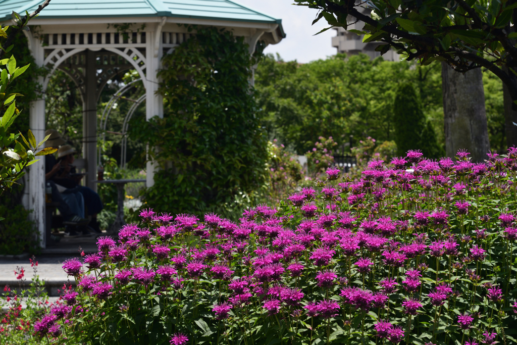 200524長居植物園38