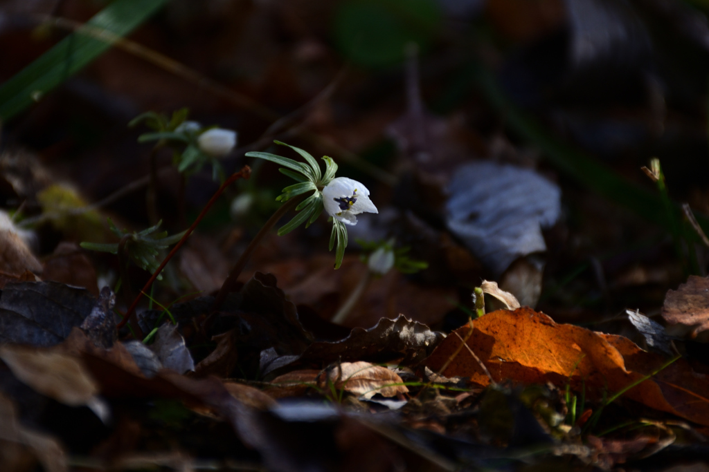 220209京都植物園09