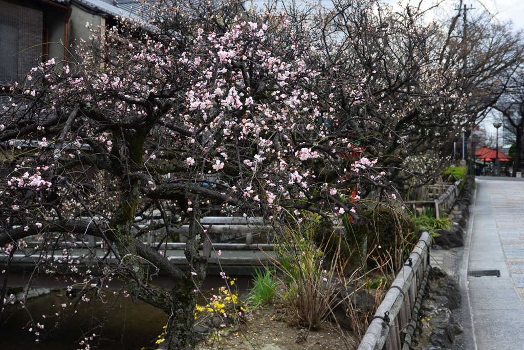 210223b祇園白川06