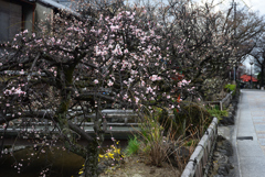 210223b祇園白川06