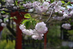 220412b平野神社17