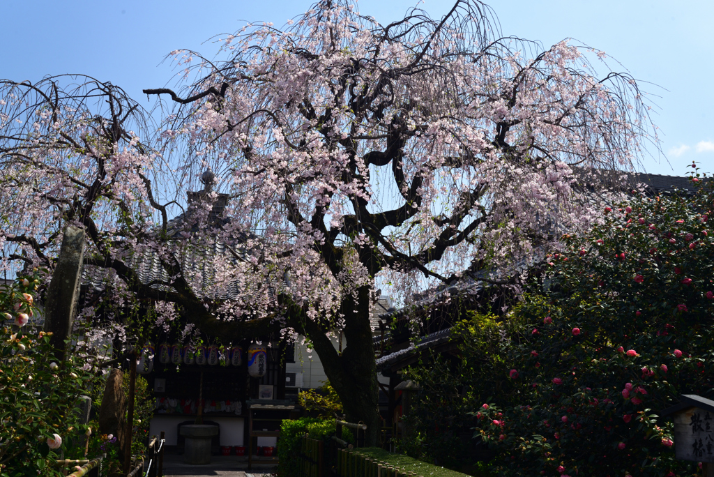 220412f地蔵院椿寺74