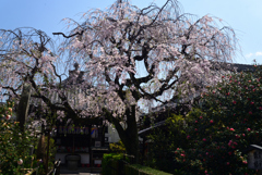 220412f地蔵院椿寺74