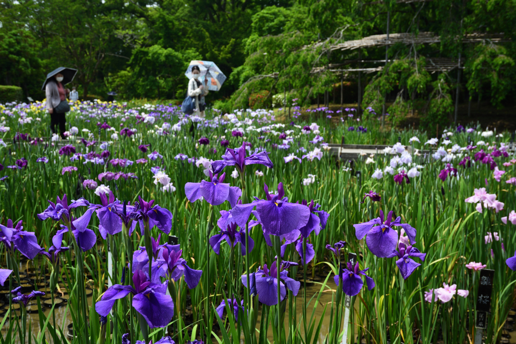 200604京都植物園06