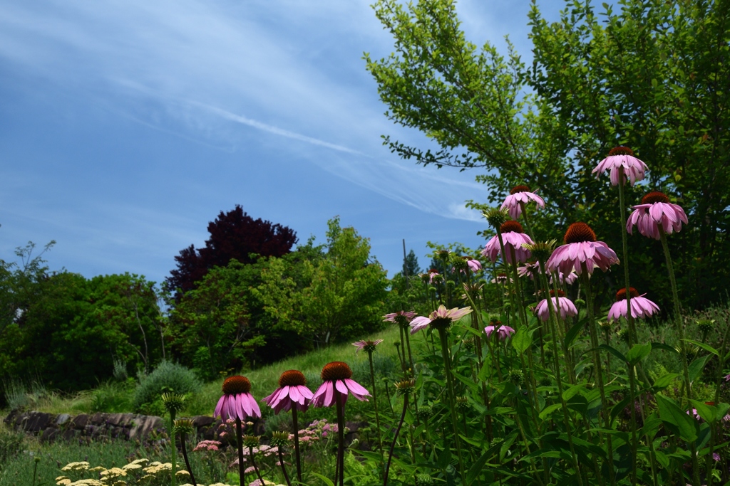 180622a宇治植物園42+