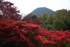 211116c光悦寺33