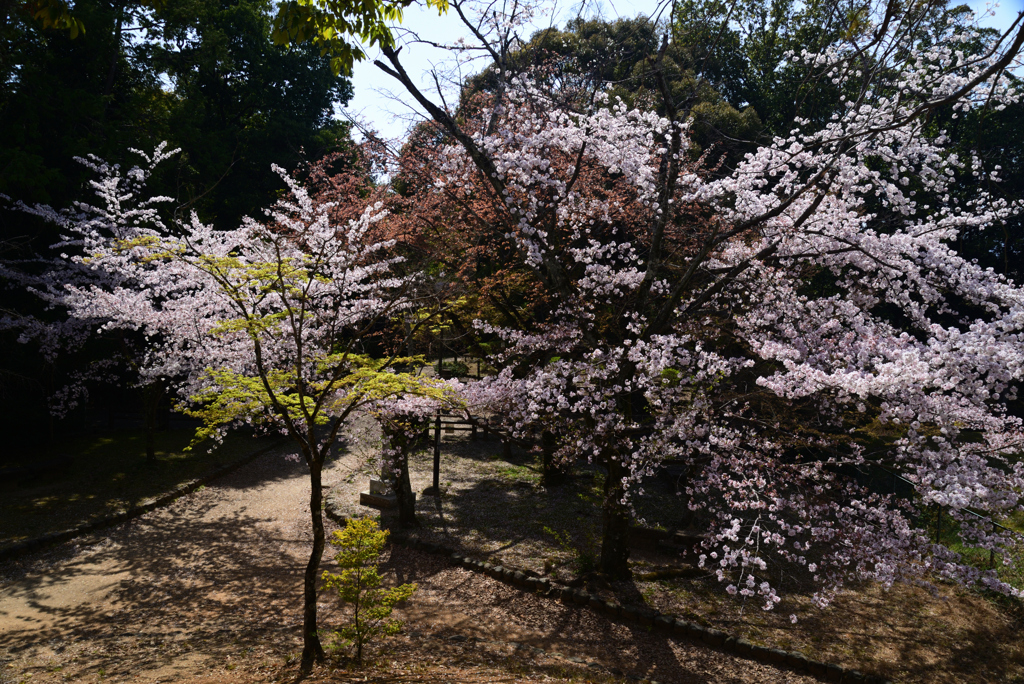 +230331e勝山公園15