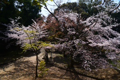 +230331e勝山公園15