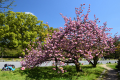 210410b京都御苑19