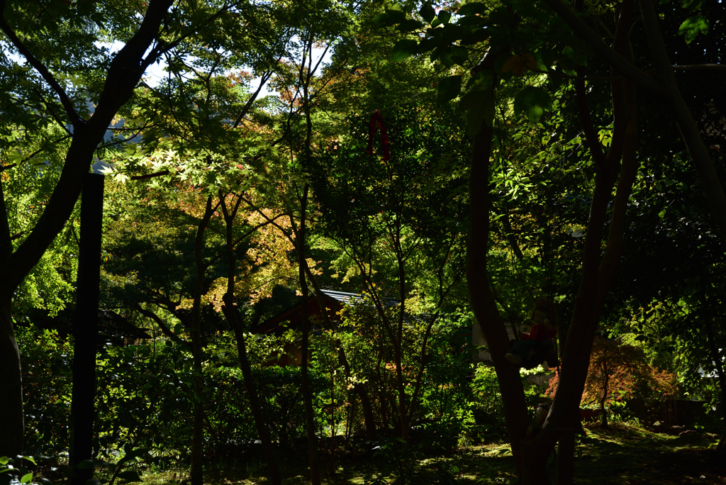 191109b嵯峨野05