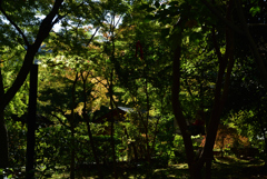 191109b嵯峨野05