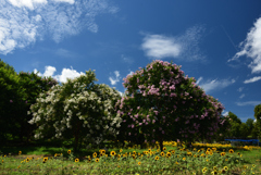 200810馬見丘陵公園17