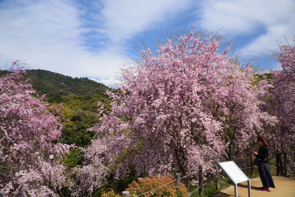 190412b大神神社17