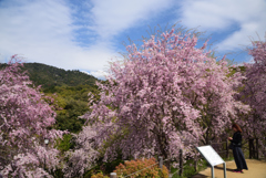 190412b大神神社17