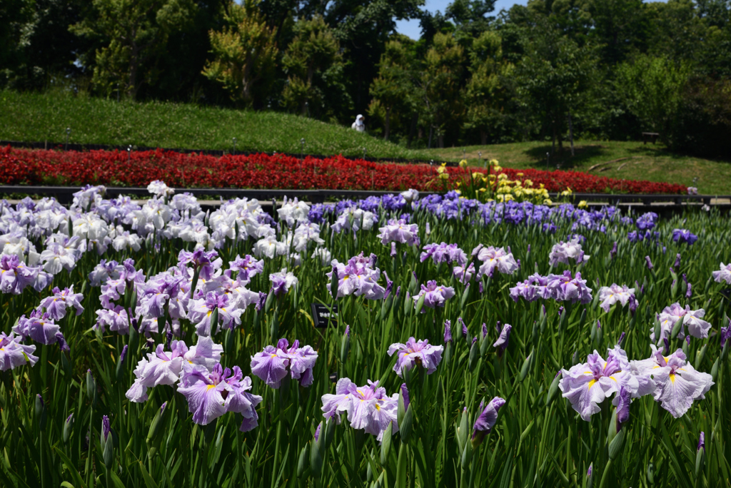 200602b長居植物園04