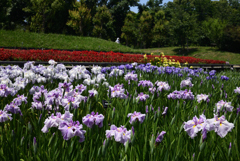 200602b長居植物園04