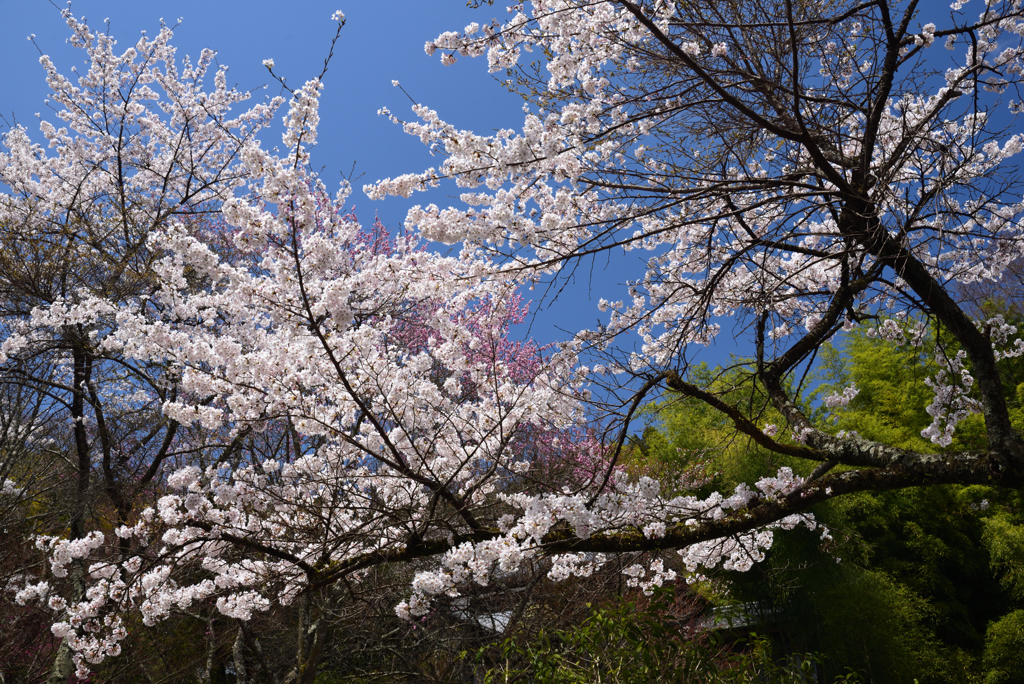 190412a談山神社42