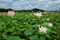 200718b藤原宮跡15